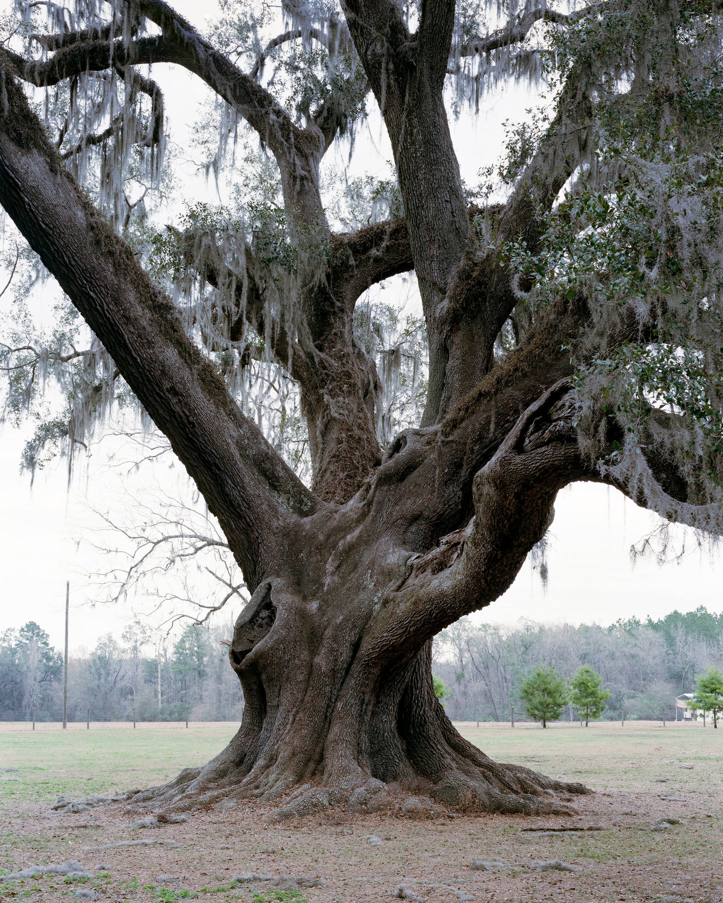 Cellon Oak Print