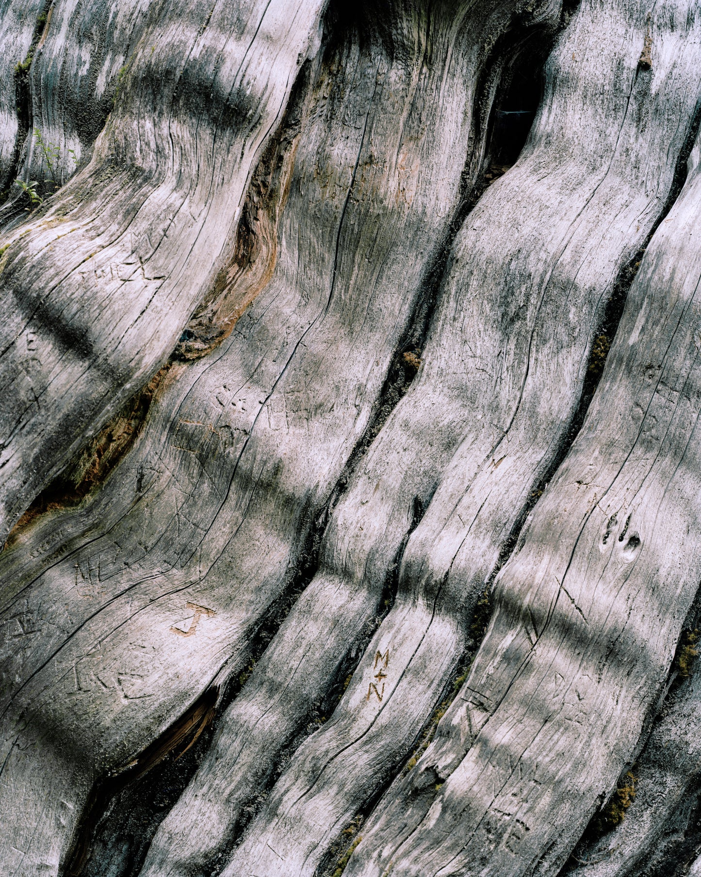 Nolan Creek Cedar
