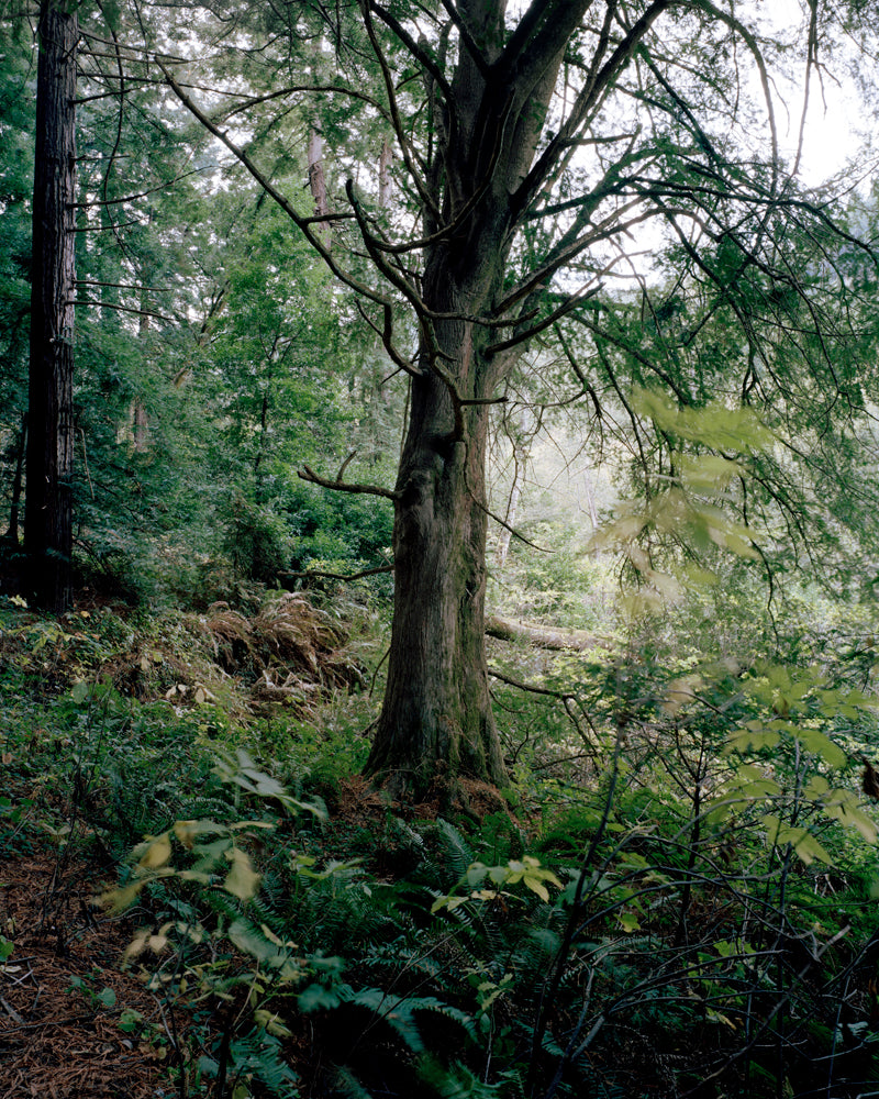 California Torreya