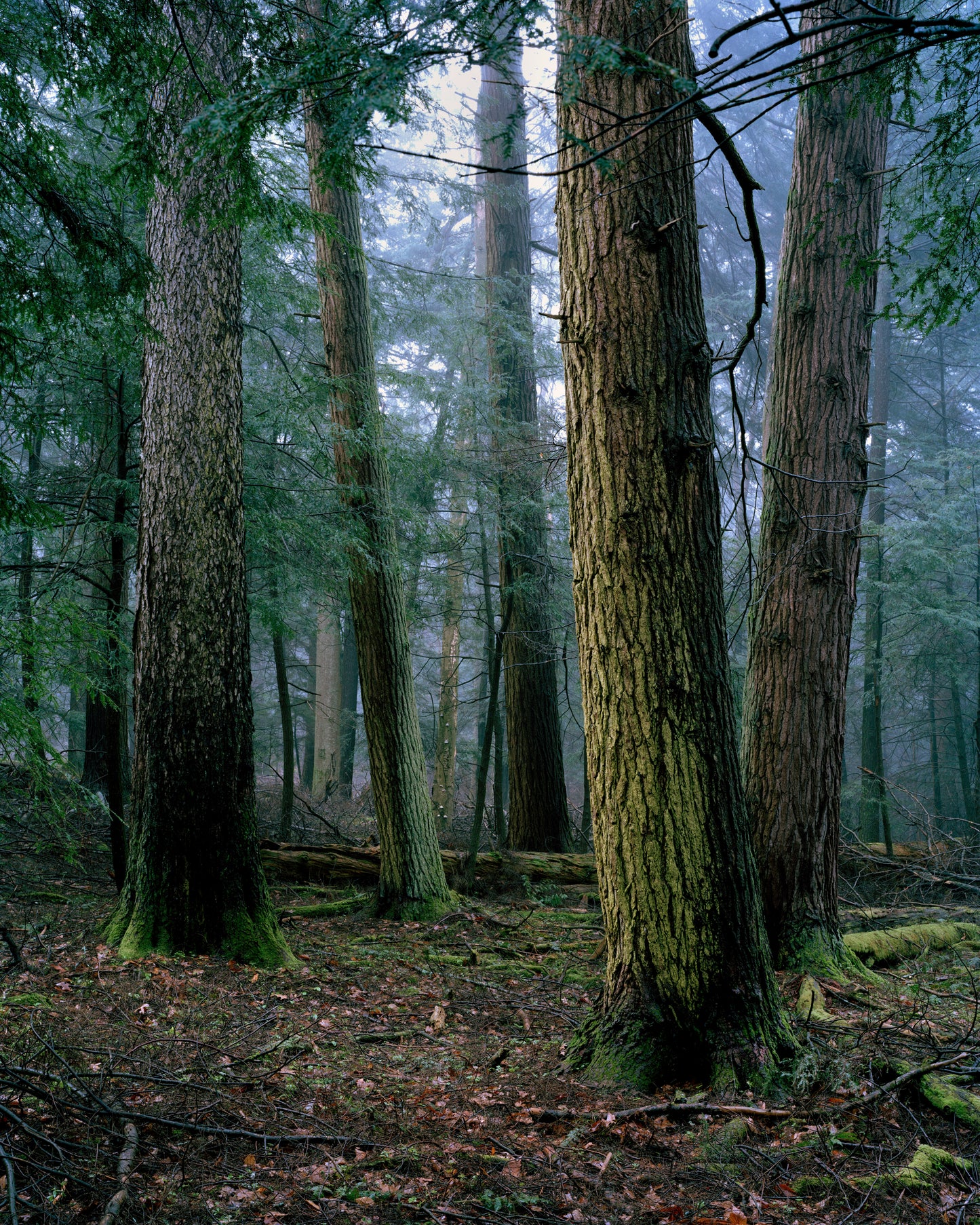 Cook Forest, Long Fellow Trail
