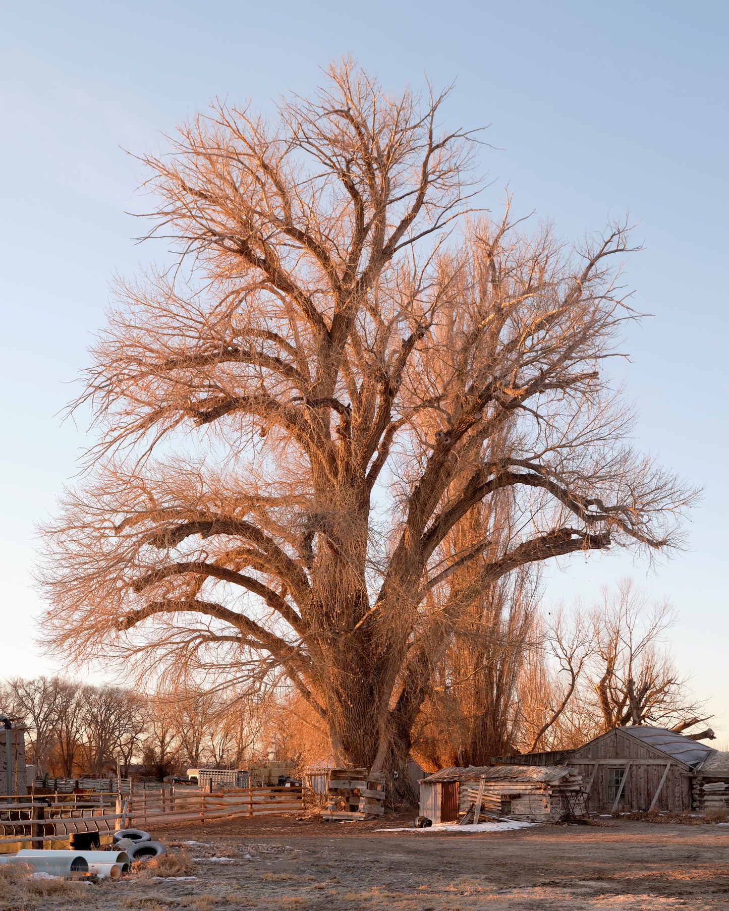 Callao Cottonwood