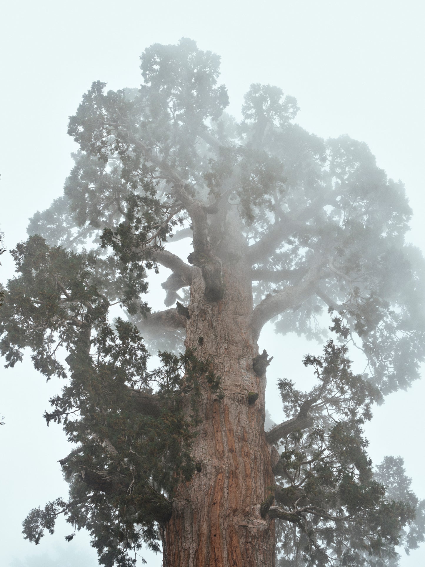 General Grant Canopy