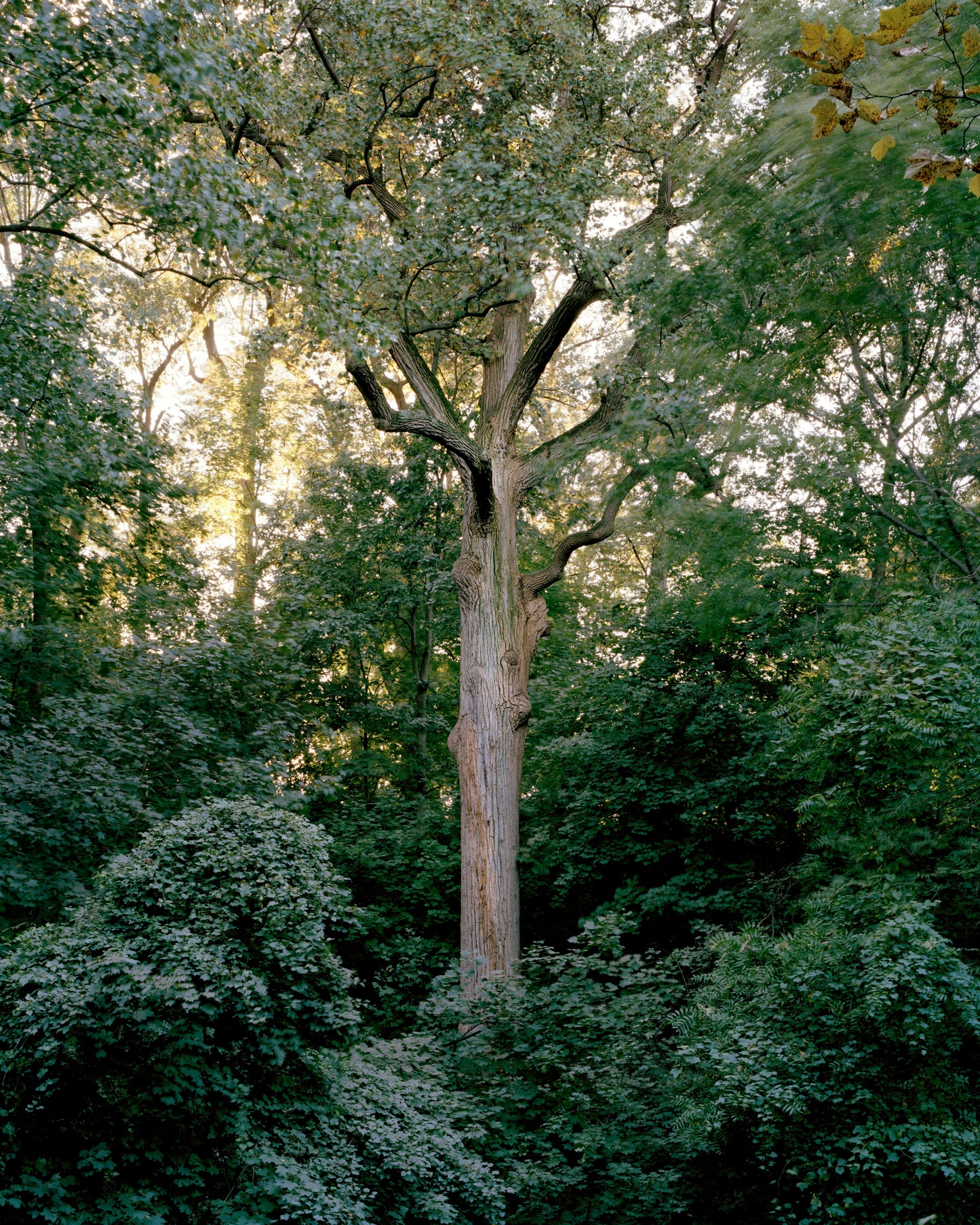 Queens Giant