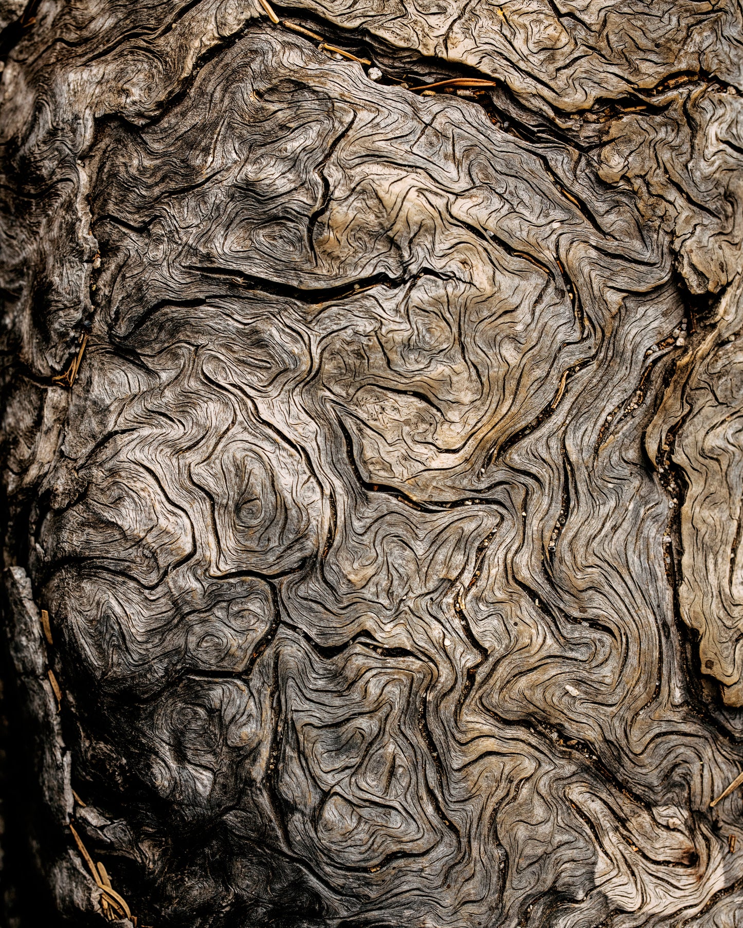 Yosemite Heartwood Study