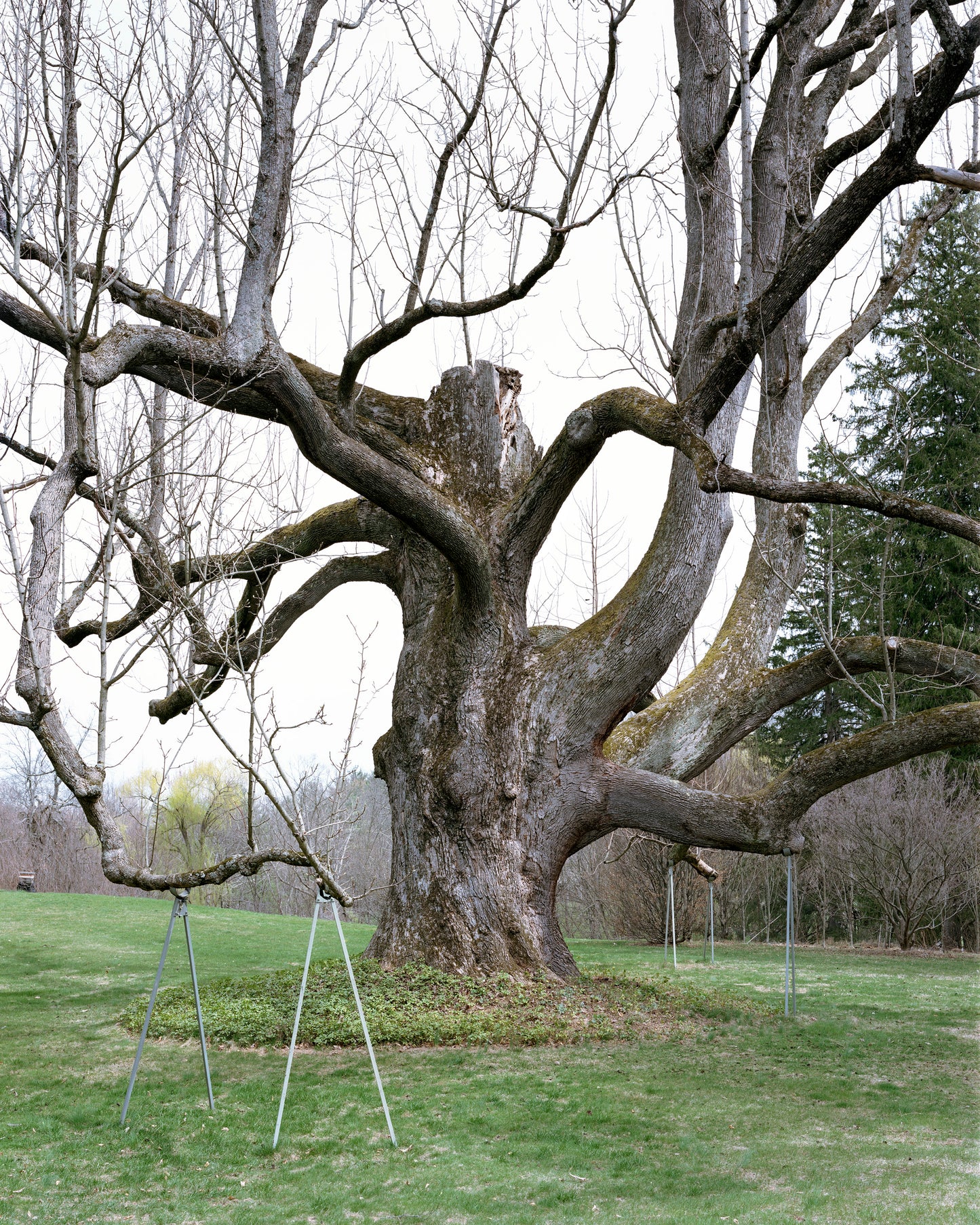 Cucumber Magnolia