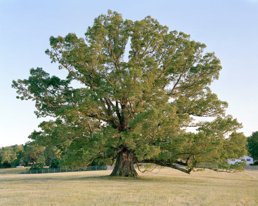 Earlysville Oak