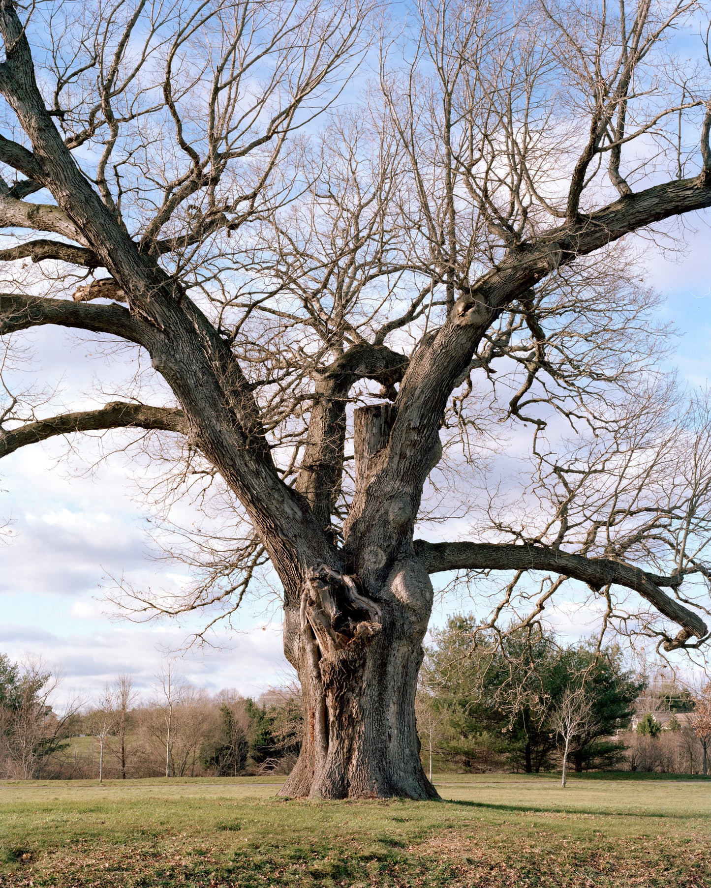 Keeler Oak