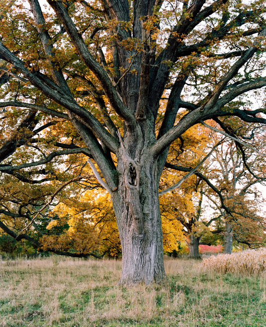 Genesee Oak Savanna 01