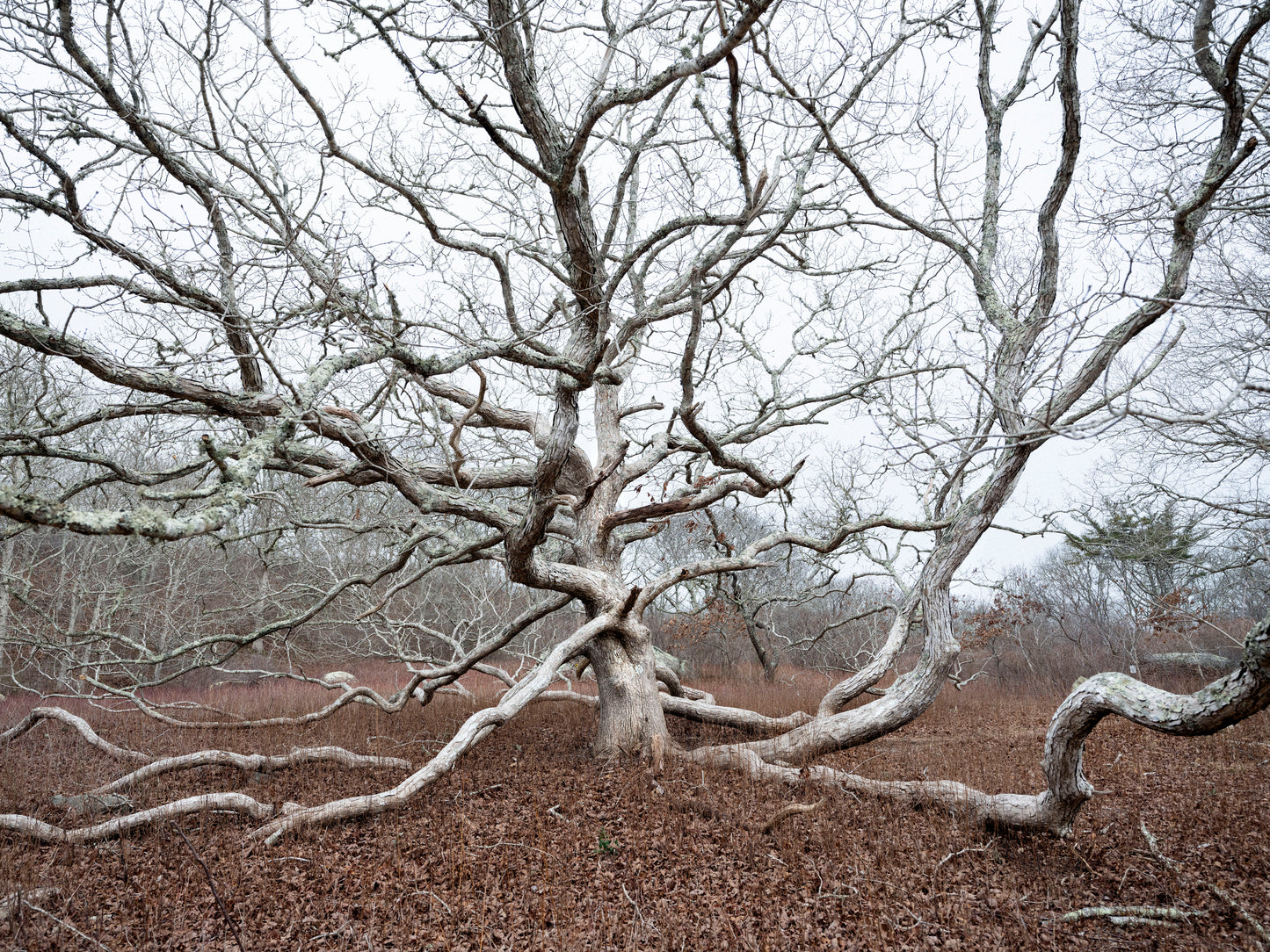 Peeked Hill Oak